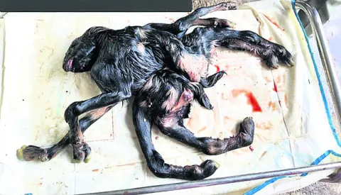 ఎనిమిది కాళ్ల వింత  మేకపిల్ల జననం
