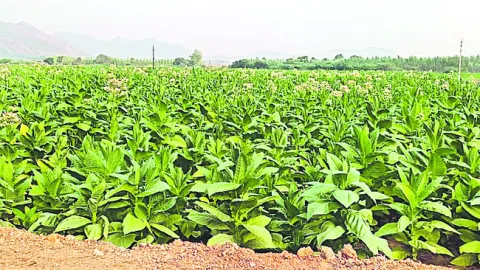 బ్లాక