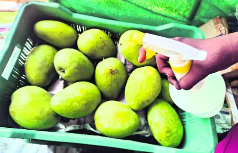 మామిడి.. పండితే ఒట్టు 
