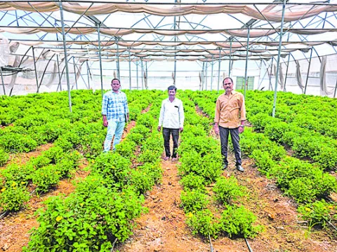 ఉద్యాన పంటలకు ఊతం 