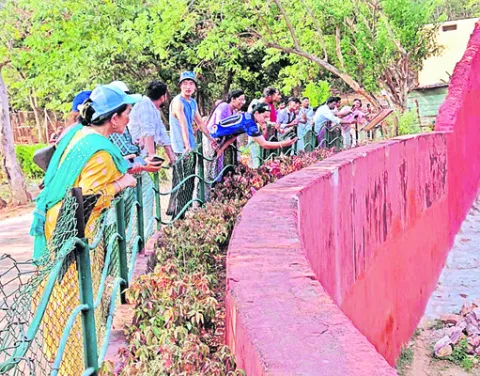 జూలో ‘సన్‌’డే సందడి 