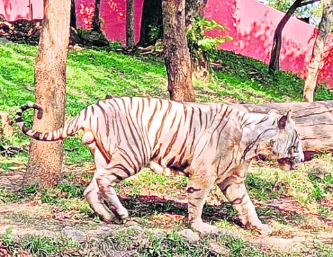 జూలో 
