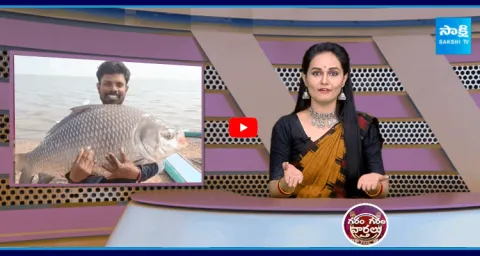 34 KG Bahubali Fish Found In Nizamabad 2