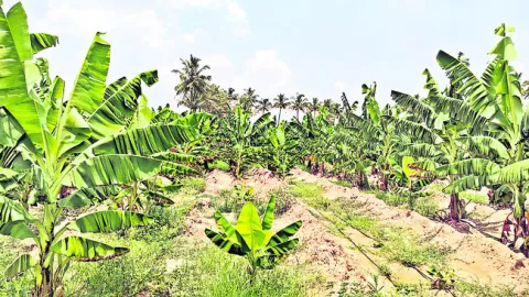 అరటి 