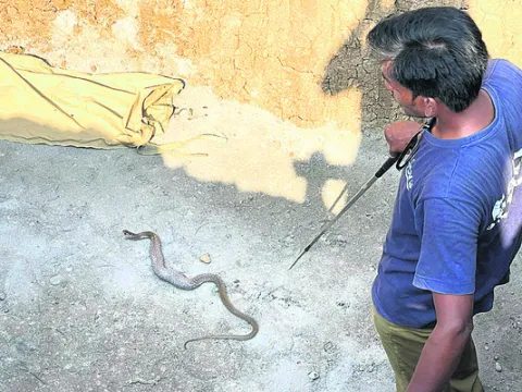 దేవరాపల్లి హైస్కూల్లో నాగుపాము కలకలం 