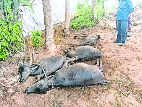 పిడుగ