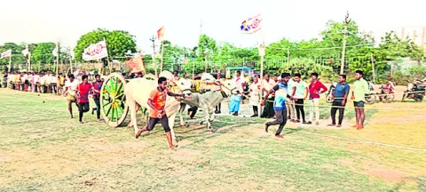 పోలుర