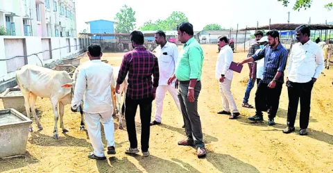 గోవులపై ప్రత్యేక శ్రద్ధ పెట్టాలి