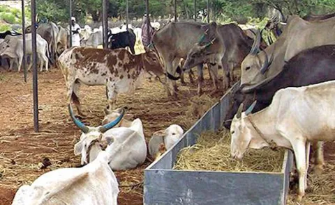 Cow welfare conference to be held at Sri Vasavi Seva Kendra on May 18