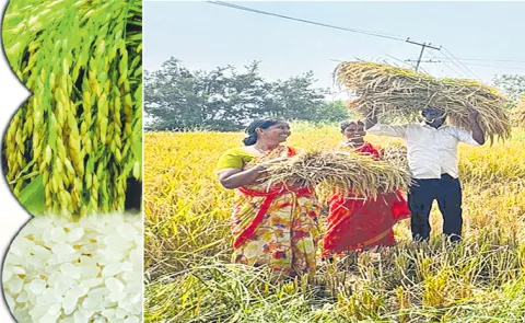 Own seeds are the strength of the farmer