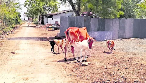 ● అమ్