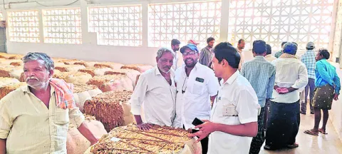 ధరల్లేక పొగాకు రైతు దిగాలు