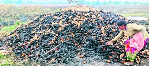 ఐదెకరాల్లో సాగు చేసిన పంట దగ్ధం