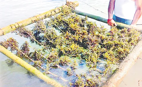 Sea moss cultivation begins in coastal areas