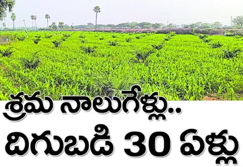 ఆయిల్