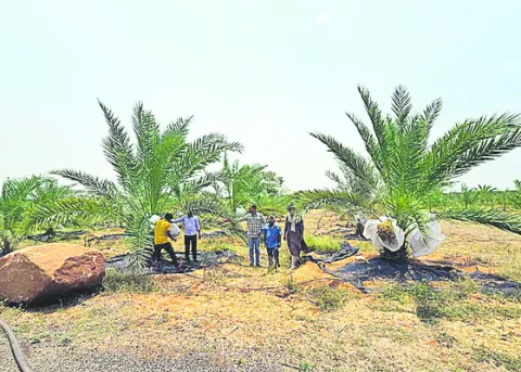 ఉద్యాన పంటలకు చేయూత
