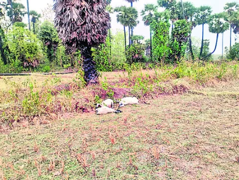పిడుగుపాటుకు ఎనిమిది గొర్రెల మృతి