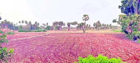 సుఖీభవ లేక.. దుఃఖం దిగమింగలేక..!