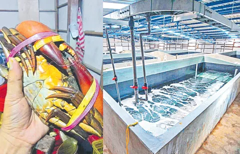 Crab farming will become questionable with the coalition governments decision