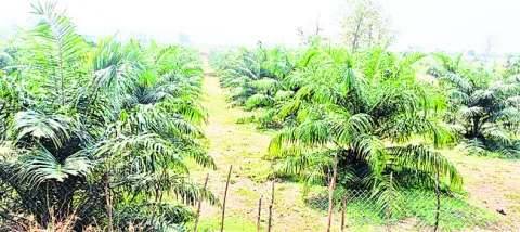 ఆయిల్