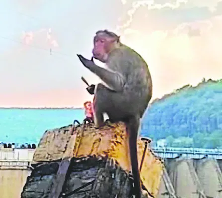 మర్కట