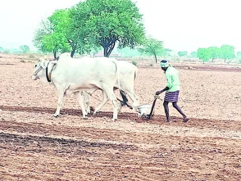 సాగు 
