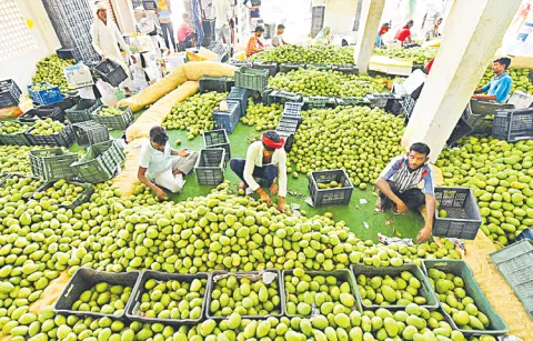 The volume of Indian mango exports to the US is increasing significantly