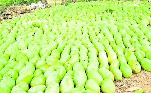 నష్టాల్లో మగ్గుతున్న మామిడి రైతు 
