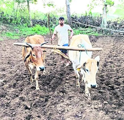 విత్తన యాతన