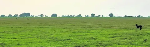 జింకల