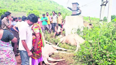 విద్య