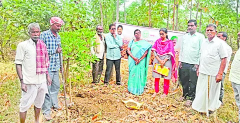 సారం లేక.. దిగుబడి రాక