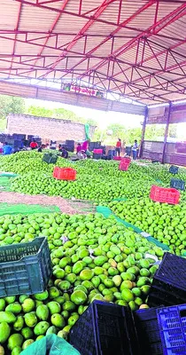 మామిడ