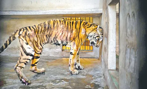 Thailand Tiger Salamas Heart Wrenching Story