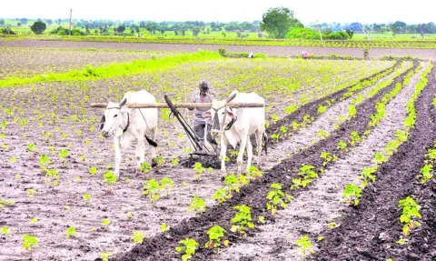 సాగు ప్రణాళిక ఖరారు