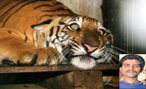 Mohammed Salahuddin the Destroyer of Sakhi the tigress at Hyderabad city zoo12