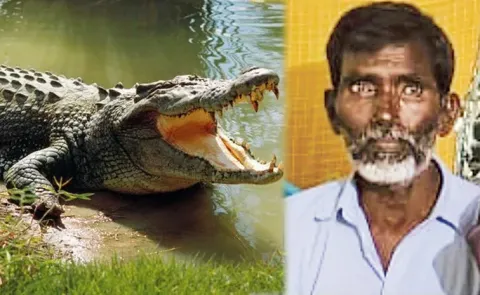 Farmer missing after crocodile drags him into water in Narayanpet