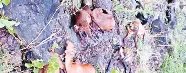 పిడుగుపాటుకు 22 గొర్రెలు మృతి 