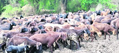 సేంద్రియ సాగుపై దృష్టి 