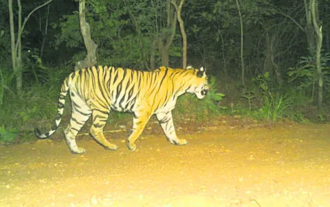 పులులకు రక్షణ కరువు