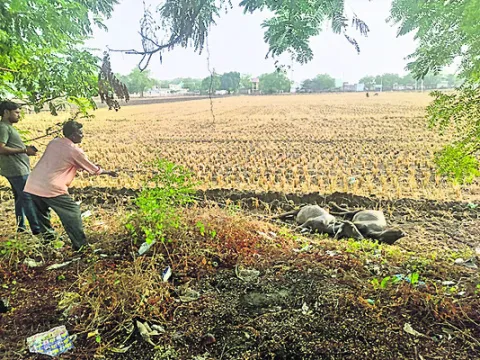 విద్యుత్‌ షాక్‌తో రెండు బర్రెలు మృతి
