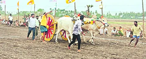 ఒంగోలు జాతి ఎడ్ల పూటీ లాగుడు పోటీలు ప్రారంభం 