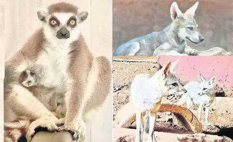 The number of wildlife in the zoo park is steadily increasing