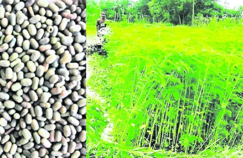 అందుబాటులో పచ్చిరొట్ట విత్తనాలు 