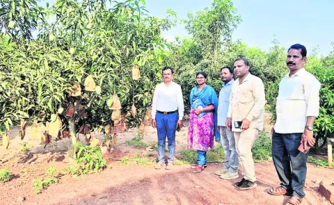 తుమ్మల క్షేత్రంలో మామిడి.. విదేశాలకు ఎగుమతి