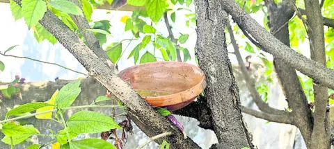 జీవాల