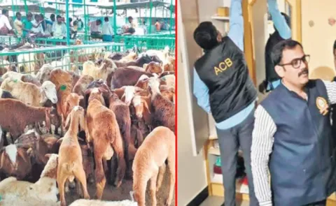 Broker Moinuddin Arrested In Telangana Sheep Distribution Scam