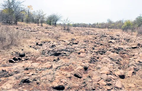 Wildlife faces difficulties due to lack of water in Nallamala