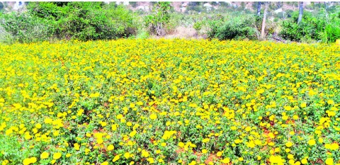 సిరులు కురిపించని విరులు 