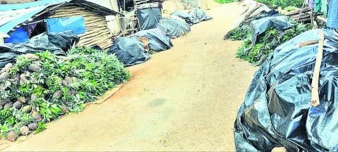 గత ప్రభుత్వ చర్యలతో  గిట్టుబాటు ధర  
